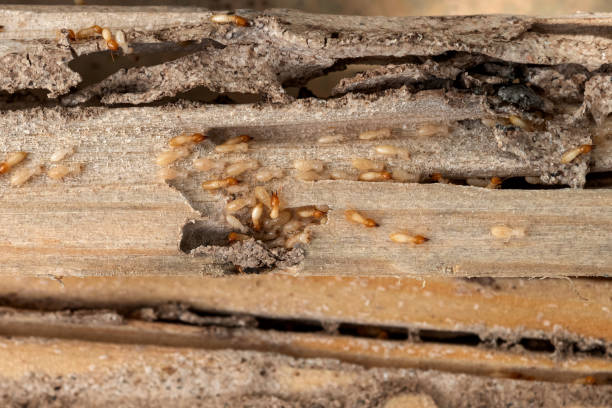 Trusted Fair Haven, NY Pest Control Experts